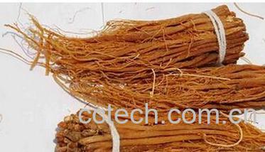 果蔬百科参须-0