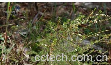 果蔬百科岗松-0