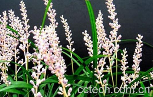 果蔬百科细叶万年青-0