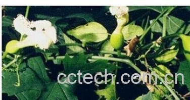 果蔬百科瓜蒌仁-0