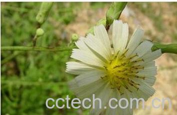 果蔬百科金盏银盘-0