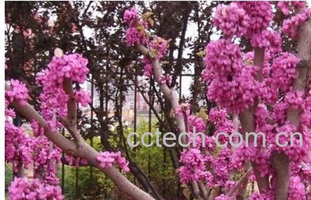 果蔬百科紫荆皮-0