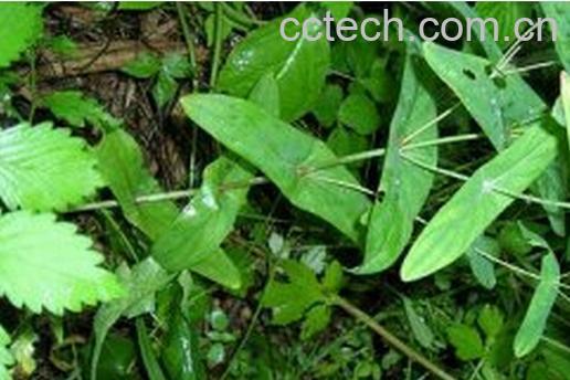 果蔬百科仙人对坐草-0