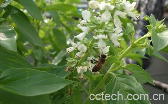 果蔬百科细金不换-0