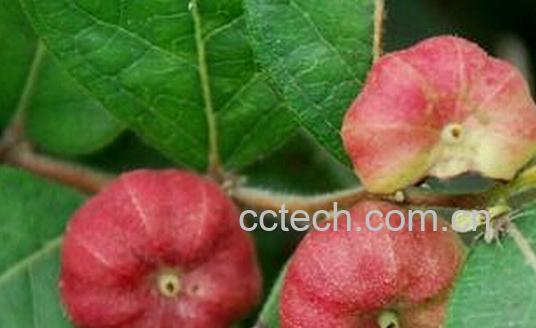 果蔬百科细沙-0