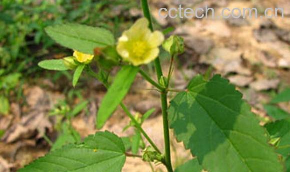 果蔬百科细叶黄花母-0