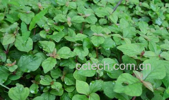 果蔬百科细叶蛇总管-0