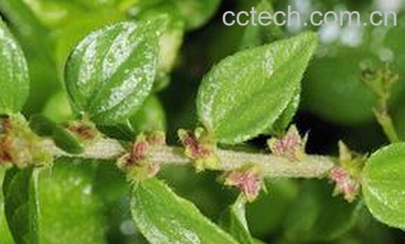 果蔬百科雾水葛-0