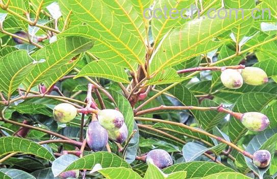 果蔬百科乌榄根-0