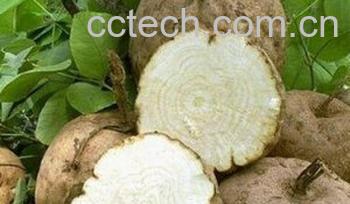 果蔬百科野葛根-0