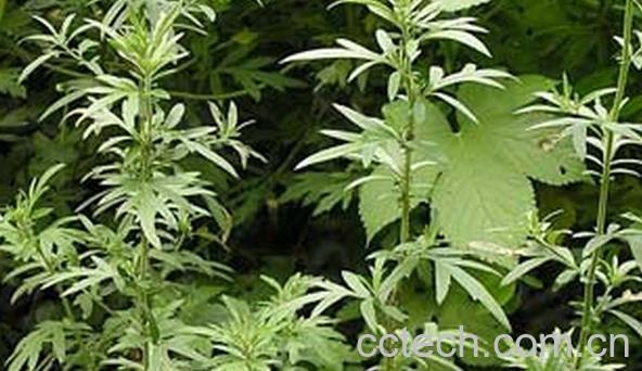 果蔬百科五月艾-0