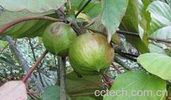 果蔬百科桐油根-0