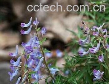 果蔬百科延胡索-0