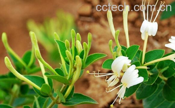 果蔬百科土银花-0