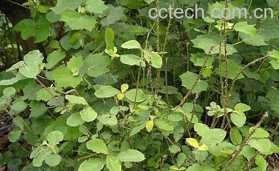 果蔬百科土牛七-0