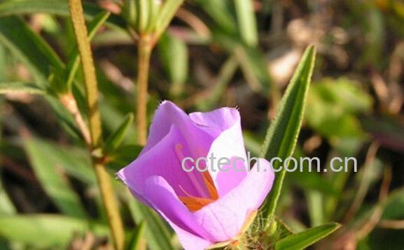 果蔬百科天香炉-0