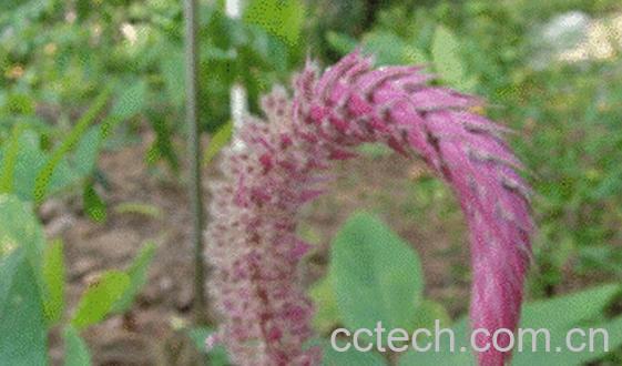 果蔬百科兔狗尾-0