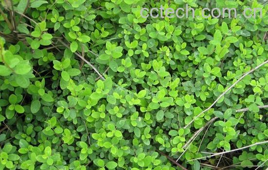 果蔬百科铁色金-0