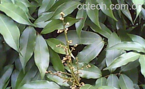 果蔬百科塘底荔枝叶-0