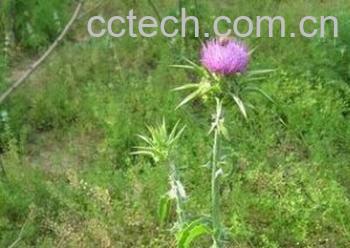 果蔬百科续断-0