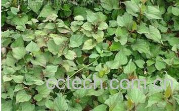 果蔬百科岑草-0