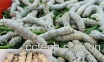 果蔬百科僵蚕-0