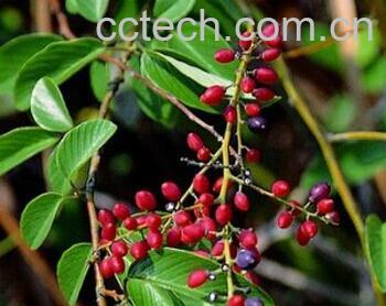 果蔬百科儿茶-0