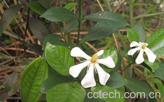 果蔬百科水横枝-0