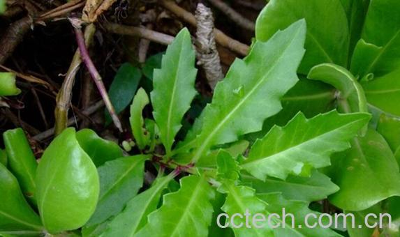 果蔬百科水老鼠{-0