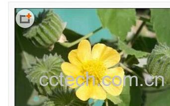 果蔬百科冬葵子-0