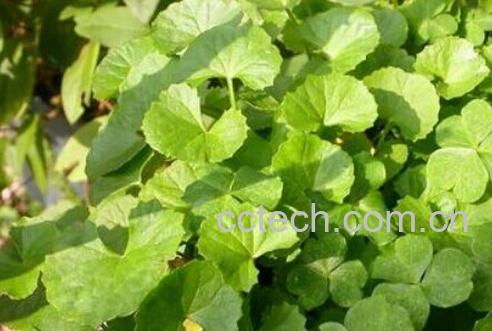 果蔬百科崩大碗-0