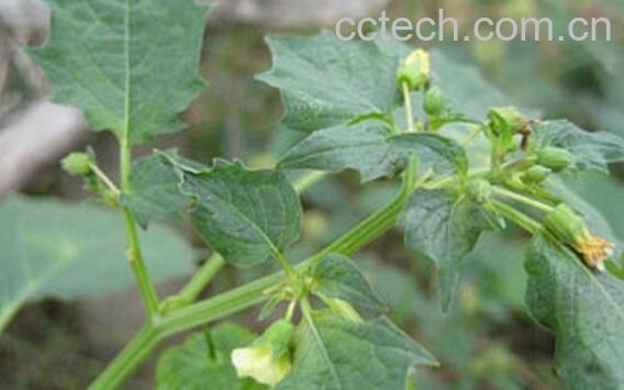 果蔬百科水灯笼草-0