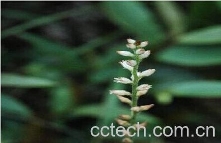 果蔬百科肺筋草-0