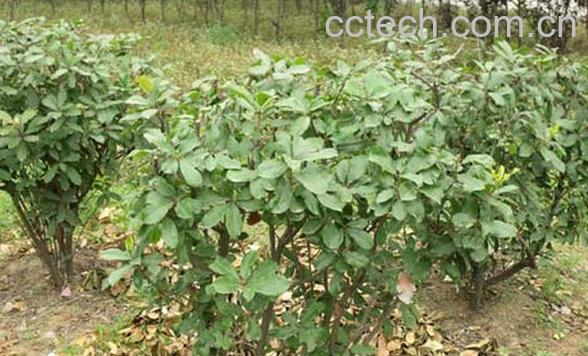 果蔬百科石楠藤-0