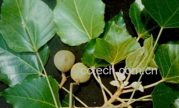 果蔬百科石栗-0