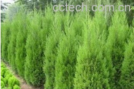 果蔬百科 水松-0