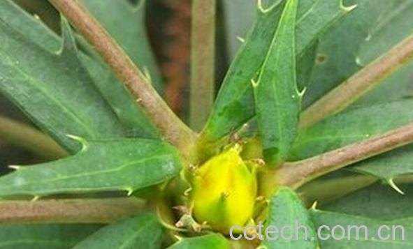 果蔬百科十大功劳叶-0