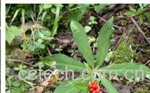 果蔬百科蚤休-0