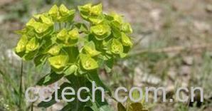 果蔬百科大戟-0