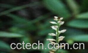 果蔬百科肺筋草-0