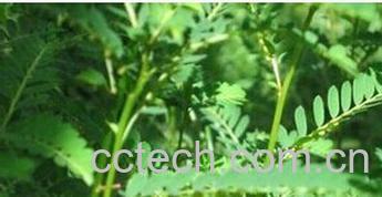 果蔬百科珍珠草-0