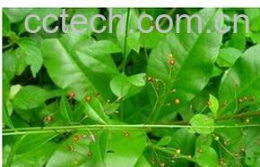 果蔬百科土人参-0