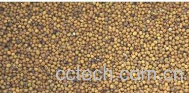 果蔬百科白芥子-0