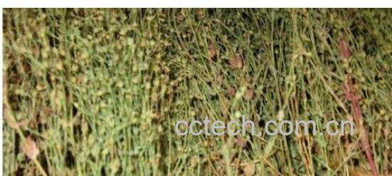 果蔬百科田基黄-0