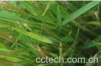 果蔬百科金丝草-0