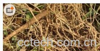 果蔬百科千斤拔-0