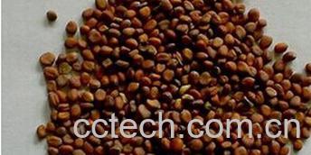 果蔬百科莱菔子-0