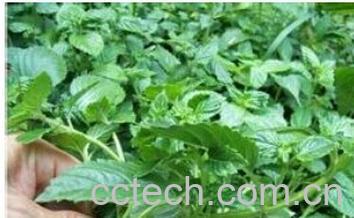 果蔬百科凉粉草-0