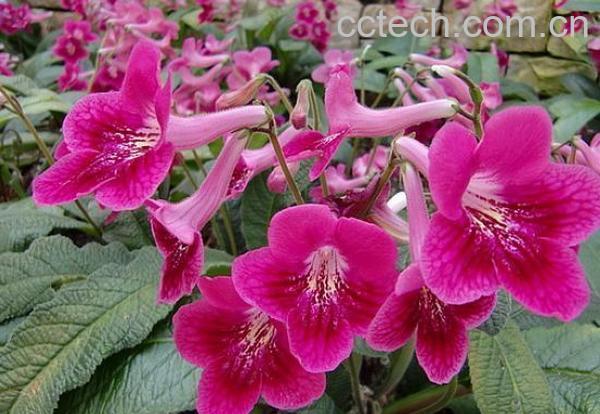 果蔬百科达乌里秦艽-0