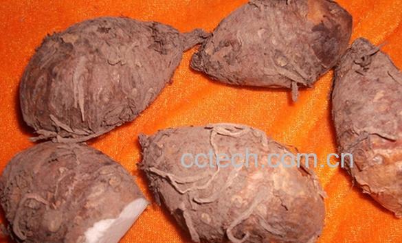 果蔬百科疔毒豆-0